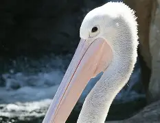 关于新奥尔良鹈鹕内部会议纪要流出:转会期止住颓势;西甲使命明确;轮换策略成焦点的信息 关于新奥尔良鹈鹕内部会议纪要流出:转会期止住颓势;西甲使命明确;轮换策略成焦点的信息